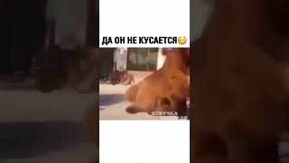 Да он не кусается