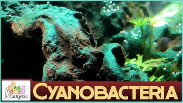 Cyanobacteria (Blue-green Algae) - About and How to Get Rid of It!