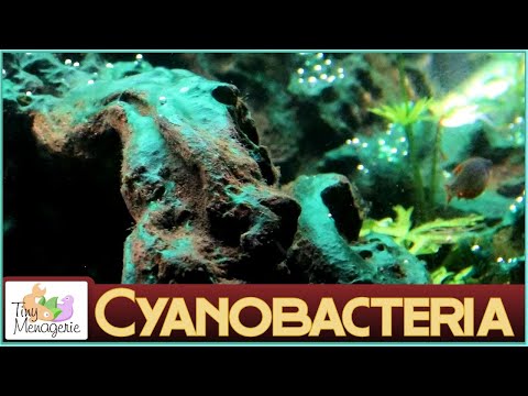 Cyanobacteria (Blue-green Algae) - About and How to Get Rid of It!