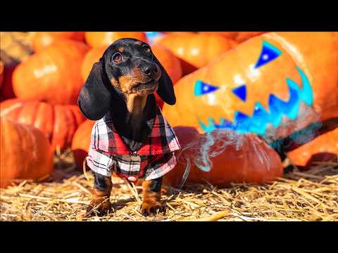 Very Scary Script! Cute & funny dachshund dog video!