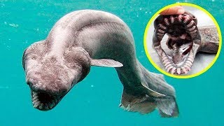Những Loài Cá Mập Nguy Hiểm Và Đáng Sợ Nhất Trong Đại Dương. Bạn Sẽ Không Bao Giờ Muốn Gặp Phải