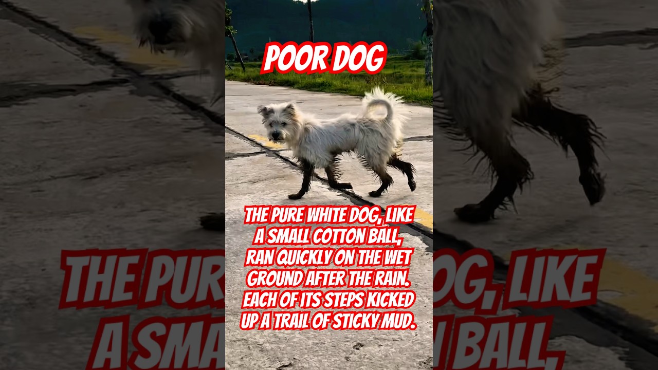 🐩🥹🙏❤️❤️The pure white dog like a small cotton ball ran quickly on the wet ground after the rain.