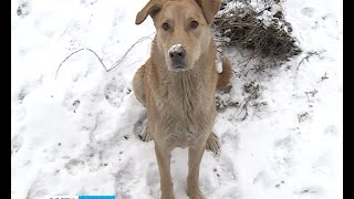 За отлов бродячих животных в Петрозаводске поставлен «неуд» За отлов бродячих животных в Петрозаводске поставлен «неуд»