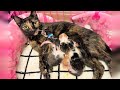 Rescue 4 Super Cute Kittens And Beautiful Mom Cat