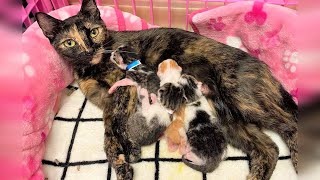 Rescue 4 Super Cute Kittens And Beautiful Mom Cat