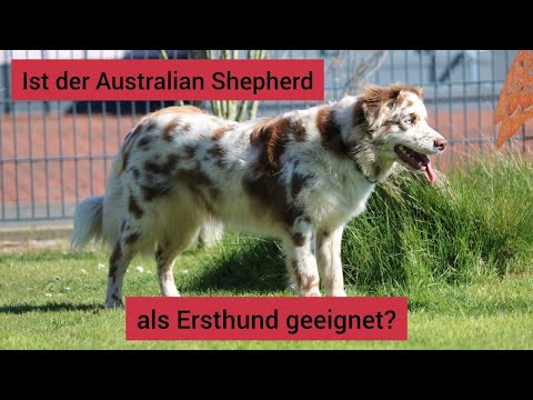 Video: Dinge, die wir über Australian Shepherds wissen müssen