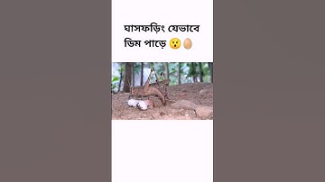 HSC Zoology Chapter 2 - Collected Grasshopper Videos