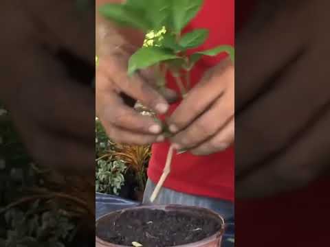 Video: Qué es el jazmín asiático: aprende a cultivar plantas de jazmín asiático