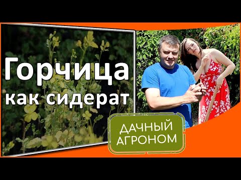 Видео: Горчица като сидерат (22 снимки): какво е по -добро от фацелия? Кога да посеете и изкопаете бяла горчица като тор за почвата на градината през есента?