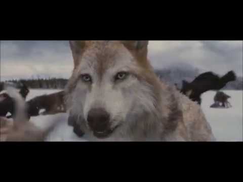 Twilight Wolves- Animal - YouTube