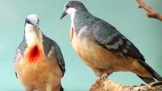 Tauben Zucht Rasse  Beautiful Pigeons