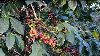 Coffee price forecast on May 30, 2024: Coffee prices increase beyond peak