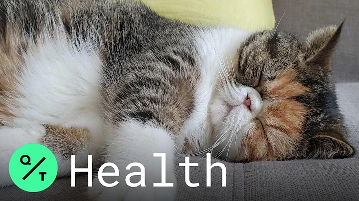 Coronavirus: Can Pets Carry Covid-19?