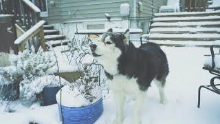 Winston Snow Day -2021 Husky Malamute Mix by Ifiok Obot 76 views 3 years ago 52 seconds