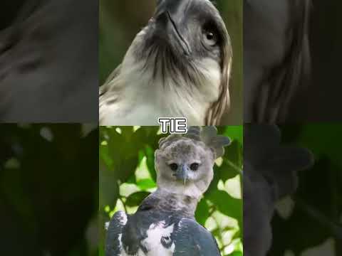 Philippine Eagle vs Harpy Eagle