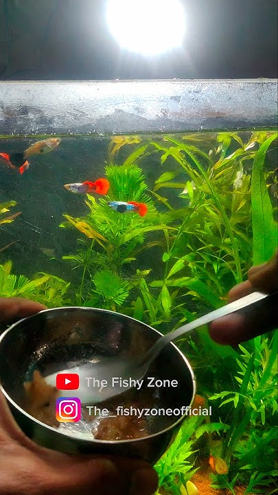 homemade-medicine-fish-food-for-guppies-and-mollies-thefishyzone