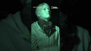 A quoi ressemblent les méduses géantes des profondeurs marines ?