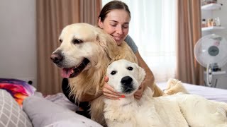 Golden Retrievers Cuddles with Mom on a Human Bed