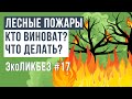 ЭкоЛикбез # 17 |  Лесные пожары. Кто виноват и что делать? | Влияние на экологию