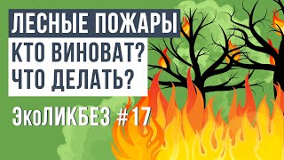 ЭкоЛикбез # 17 |  Лесные пожары. Кто виноват и что делать? | Влияние на экологию