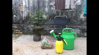 Chăm sóc làm đẹp trầu bà lá xẻ - Beauty care of betel nut sawn leaves