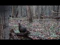 Awesome Hen Turkey Cutting (Raw Footage)