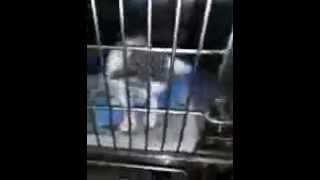 Camilla and Boo URGENT CATS at Lake County Animal Services in Tavares, FL! by FriendsofMisfit 31 views 9 years ago 1 minute, 1 second