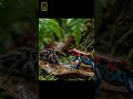 The most Poisonous Frog in the World | Deadly Enough to Paralyze Instantly #mostpoisonousfrog