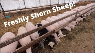 Why Shearing and Body Condition Scoring is Sooo Important For Sheep Farming