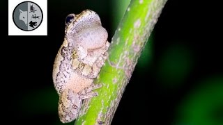Gray Tree Frog song