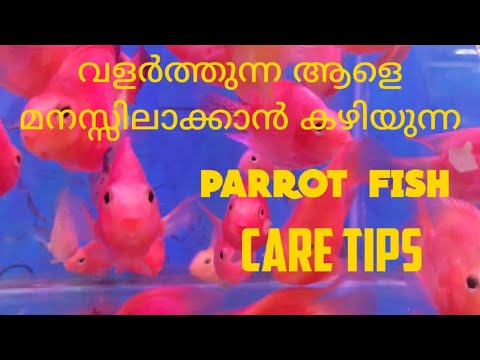 Parrot fish care tips . Parrot fish review in Malayalam . betta Lover