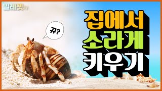 집에서 키우는 갑각류! 소라게