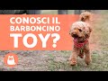 TUTTO sul Barboncino TOY 🐩 (Cure e curiosità)