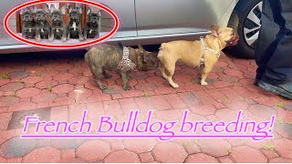 Micro French Bulldog Breeding‼