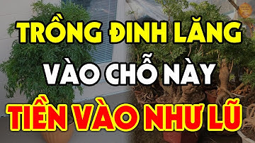 Nên TRỒNG CÂY ĐINH LĂNG Ở Đâu Để HÚT TÀI LỘC Vào Nhà, Tiền Vàng Ùn Ùn Kéo Đến?