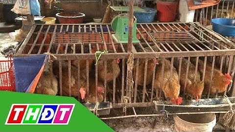 Việt Nam chủ động ngăn chặn chủng virus cúm A H7N9 | THDT