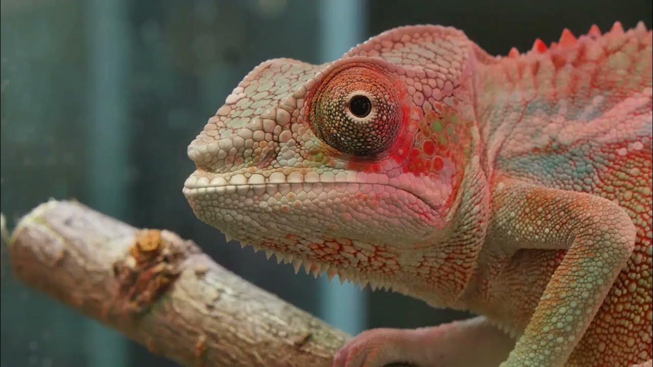 Chameleon | Best Of Chameleons Changing Colors Compilation - YouTube