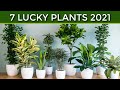 Lucky 7 Plants na Kailangan mo at Dapat Meron ka Ngayong 2021