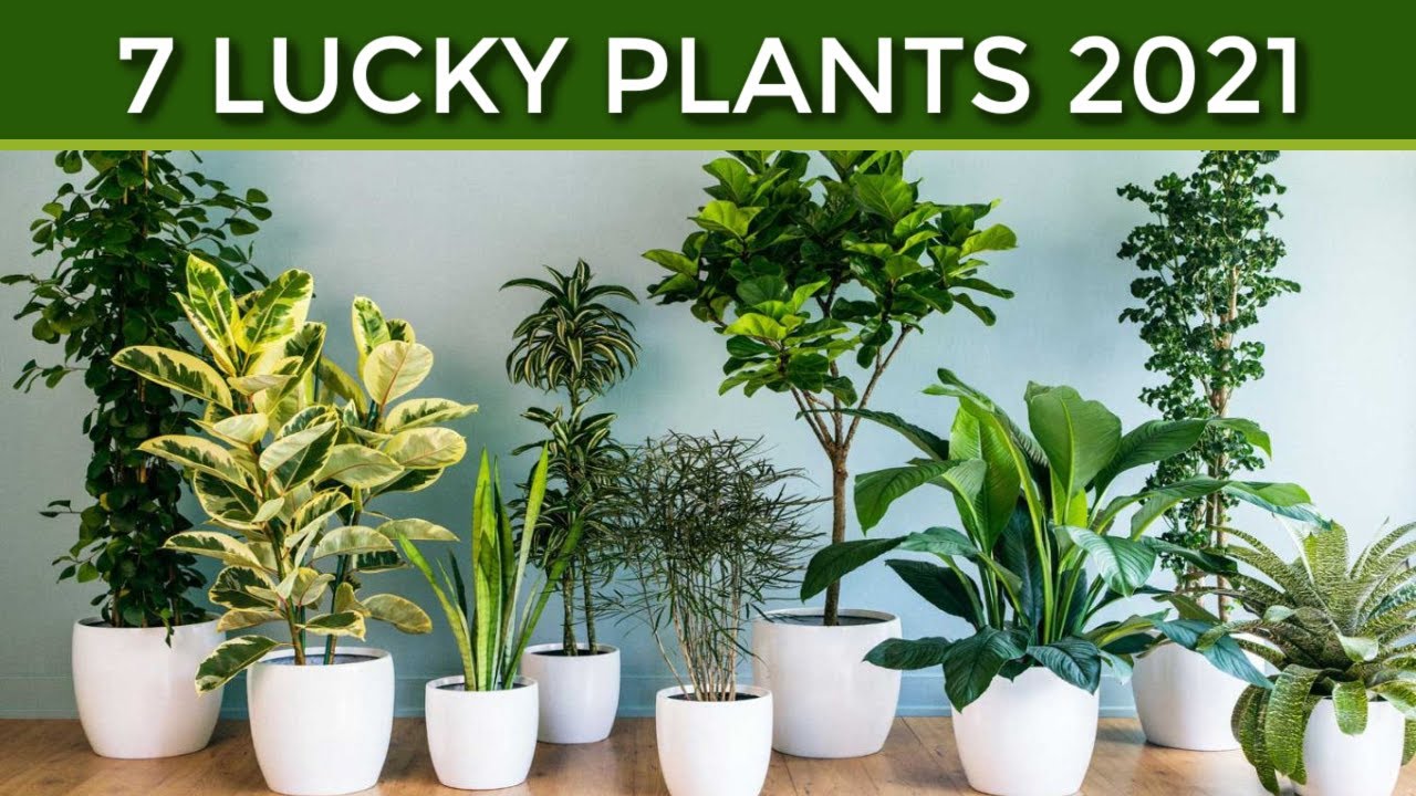 7 Lucky Plants