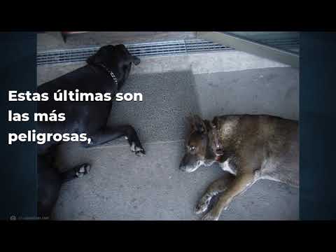 Video: Desmayos En Perros: Diagnóstico De Desmayos En Perros