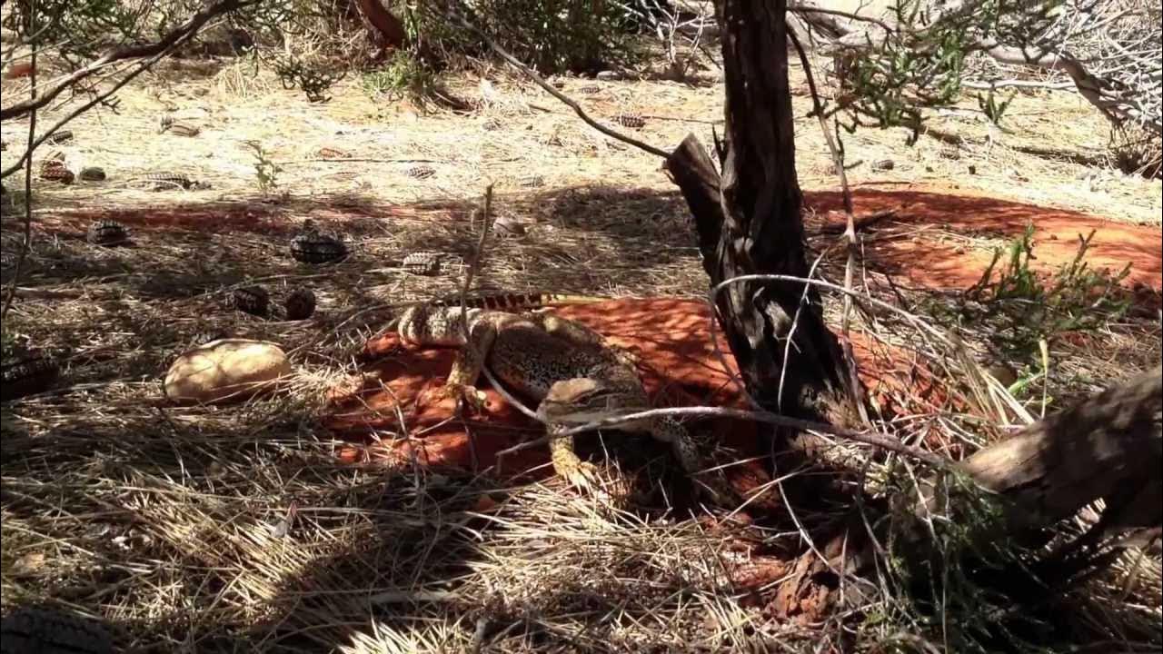 Varanus gouldii hunting at Uluru Australia 2012 YouTube