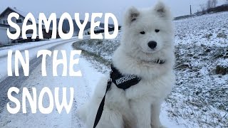 Samoyed In The Snow by Kiro 2,874 views 8 years ago 3 minutes, 43 seconds