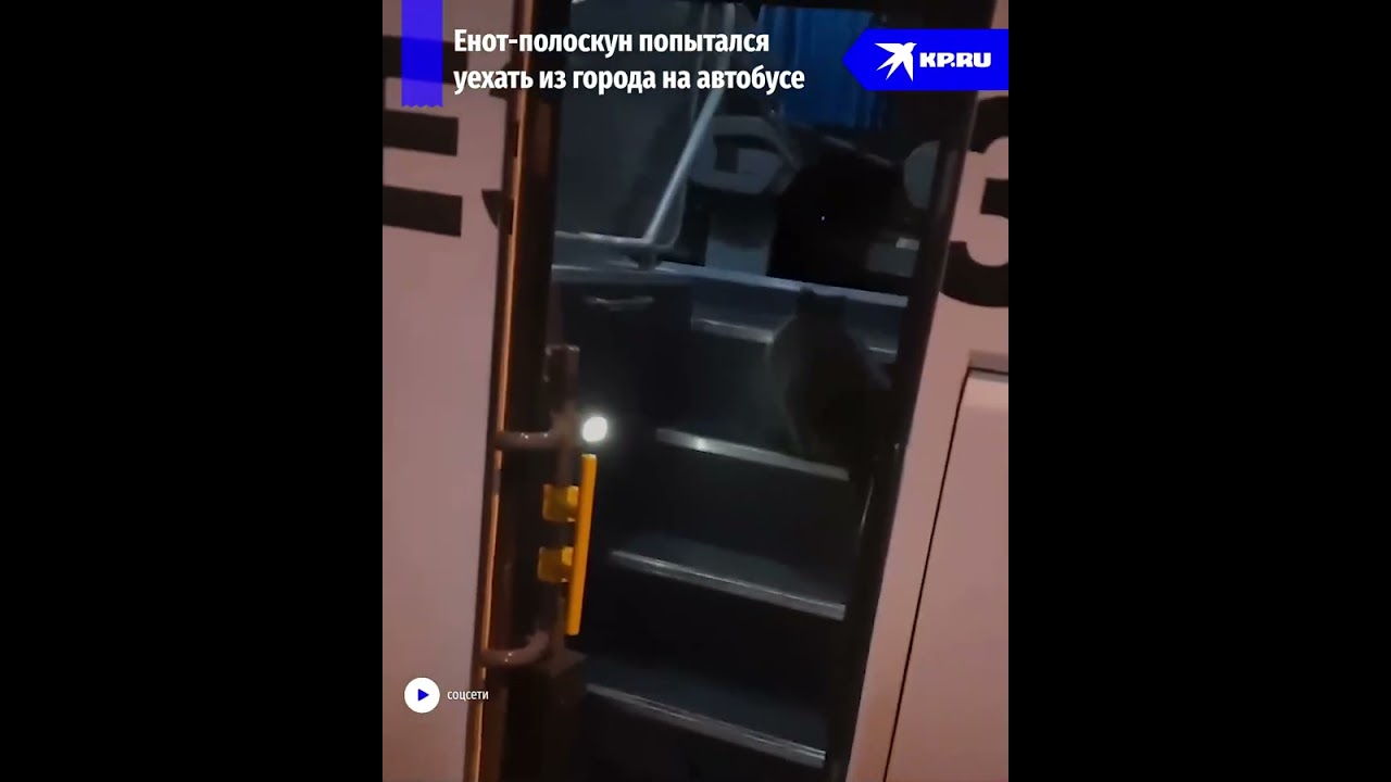 Енот-полоскун покатался на автобусе в Новокузнецке