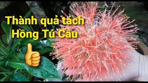 Thăm vườn, xem thành quả tách Hồng Tú Cầu sau hai tuần!