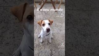 Aquele cachorro, é o seu MUNDO?