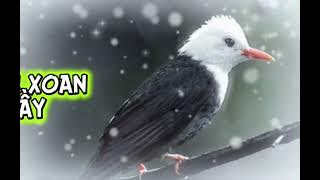 TIẾNG HÉC XOAN BẢN GỐC KHÔNG TẠP ÂM