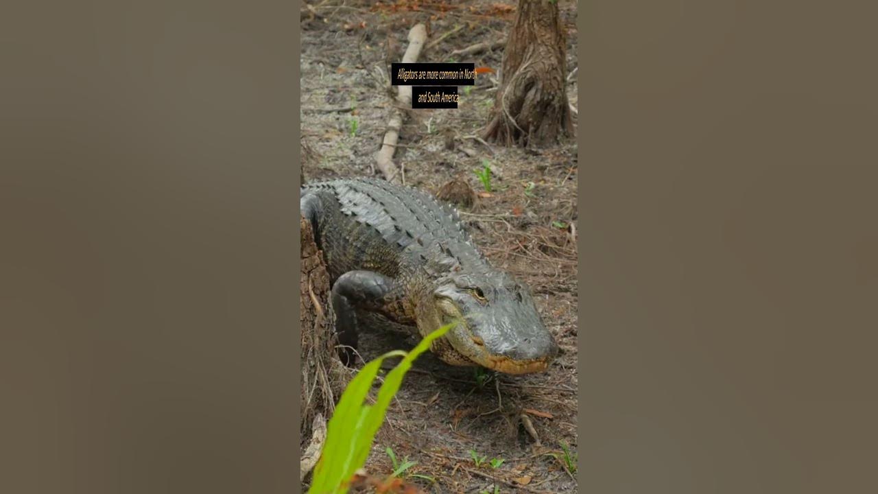 Where Can You Find Crocodiles and Alligators? #shorts #alligators #