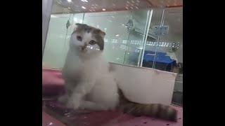Cute cats and puppies living in a pet store.귀여운 고양이들과 강아지들이 분양가게에서  지내기..可爱的猫和小狗住在商店出售..Jeonju . 全州市