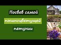 Посев самой пышно цветущей петунии