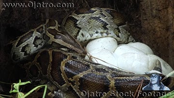 Python vs Wildfire 03 Music